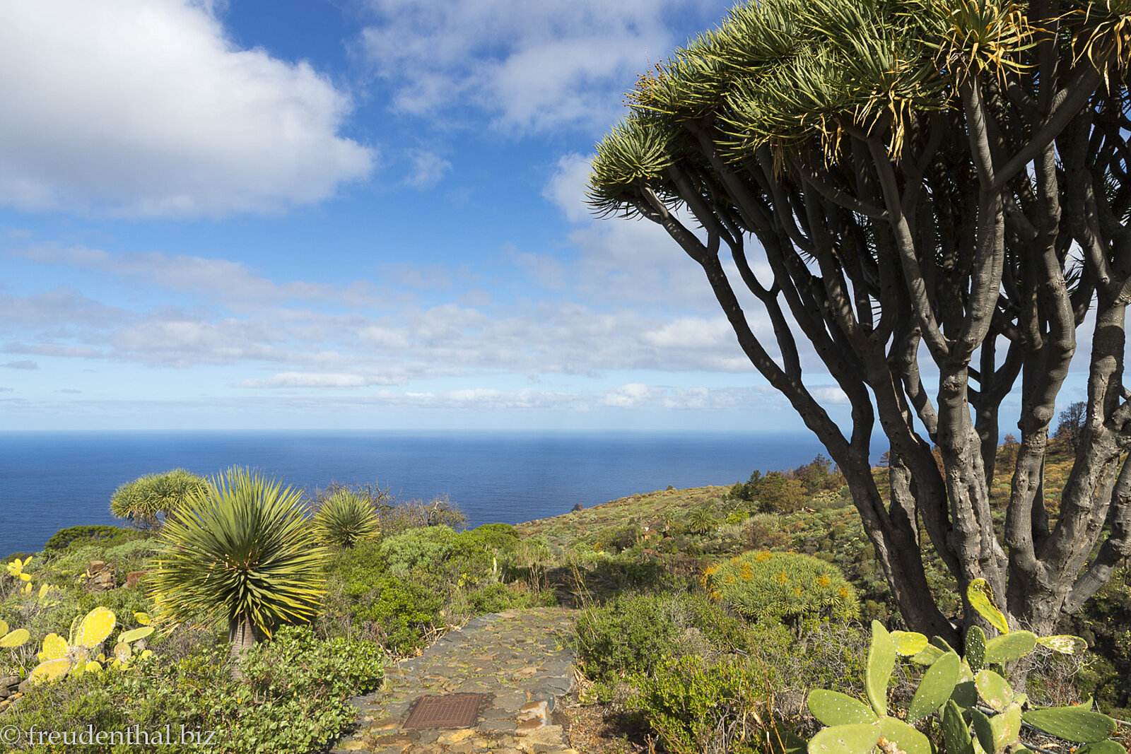 Drachenbaum vorm tiefblauen Meer bei der Kanareninsel La Palma