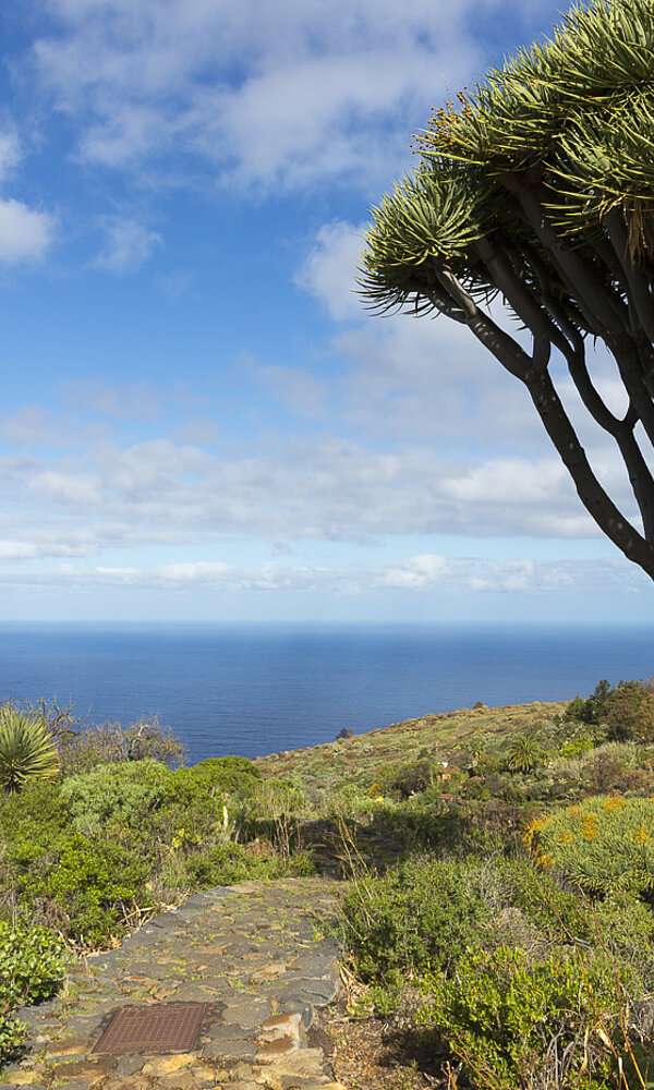 Drachenbäume auf La Palma Wanderung zu den schönsten Drachenbäumen von La Palma