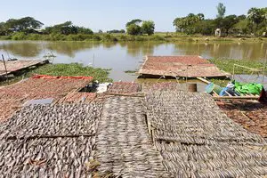 Trockenfisch im Fischerdorf von Myanmar