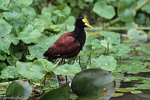 Gelbstirn-Blatthühnchen (Jacana spinosa)