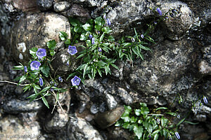 Niedliche Glockenblume, Zwerg-Glockenblume (Campanula cochleariifolia)