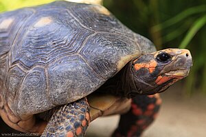 Landschildkröte im Garten vom Flamboyant Hotel