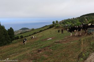 Rinderweide an der Außenseite der Caldeira