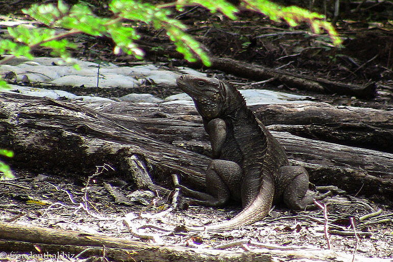 Leguan nahe dem Zapata-Sümpfen