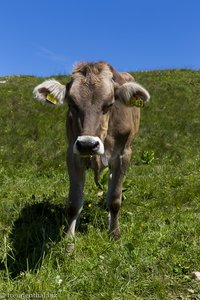 Allgäuer Braunvieh - Kuh beim Stuiben
