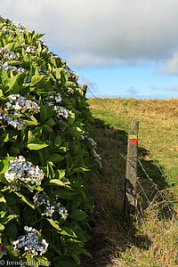 Wanderweg zwischen Hortensien und Stacheldraht