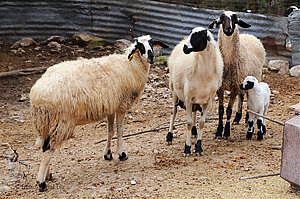 Schafe bei einem schäbigen Bauernhof