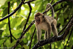 Langschwanzmakake am Kinabatangan