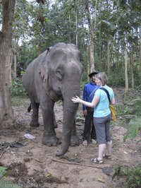 Anne und ihr Elefant im Wald von Laos