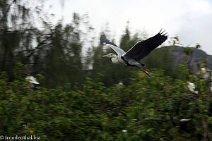 Reiher im Anflug