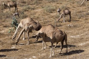 eine Kamelherde im Oman