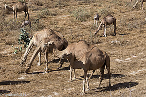 eine Kamelherde im Oman