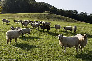 Eine Schafherde am Boßler bei Bad Boll