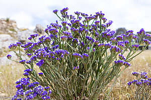 Statice in der Tempelanlage von Ġgantija auf Gozo