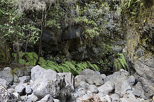 Farn schaukelt sanft im Wind - Barranco del Agua