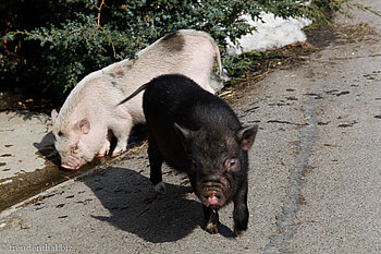 Schweine bei Wart