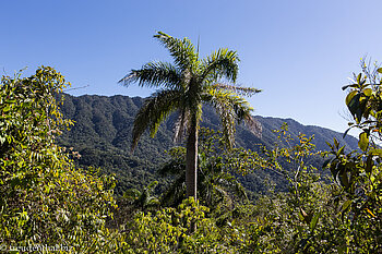 im Dschungel der Sierra Maestra auf Kuba