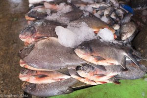 frischer Fisch auf dem Markt von Hpa An