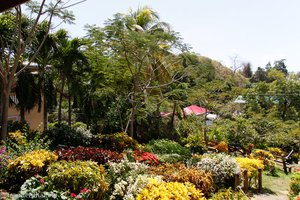 Bunte Pflanzen im Genesis Nature Park
