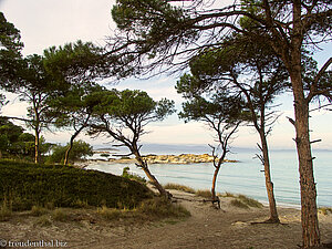 alter Pinienhain am Karidi Beach