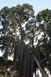 Baum im Park von Padre Sena Freitas auf den Azoren