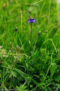 Kugelige Teufelskralle (Phyteuma orbiculare)