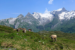 Kühe vor den Glarner Alpen