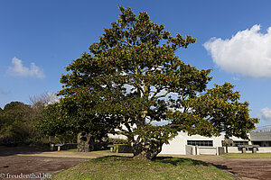 Wunderschöner Ilex rotunda, ein Stechpalmengewächs