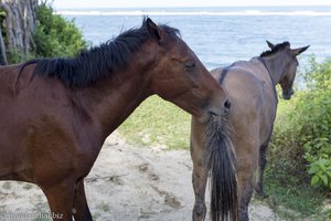 Pferde ärgern sich gegenseitig im Tayrona Nationalpark