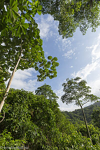 Wandern durch den Wald des Tayrona Nationalparks