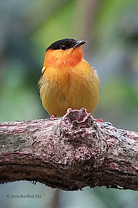 Balzen mit lustigen Geräuschen - Der Orange-Collared Manakin (Manacus aurantiacus)