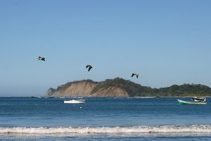 Braune Pelikane an der Playa Samara