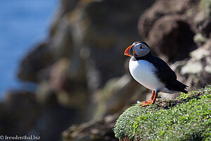 Papageitaucher (Puffin) auf Shetland - Schottland