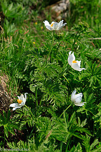 Alpen-Küchenschelle