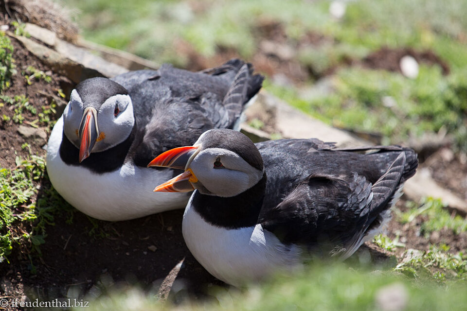 Papageitaucher-Paar am Sumburgh Head auf den Shetlandinseln