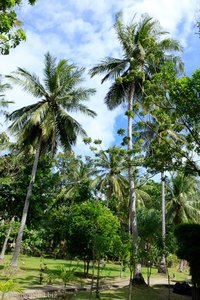 Palmen auf Ko Raya