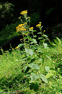 Alpenkreuzkraut (Senecio alpinus)