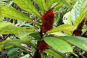 Blüte im Nationalpark des Vulkan Arenal