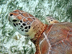 Wunderschöne Grünschildkröte bei Baradol