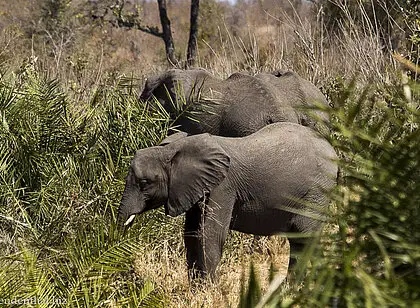 Kruger Nationalpark