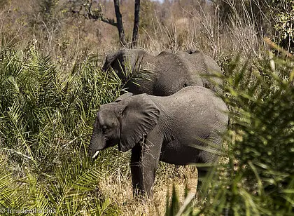 Kruger Nationalpark