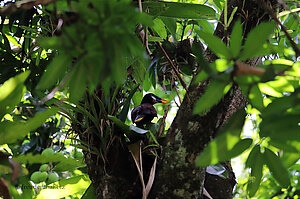 Ein Montezumastirnvogel bei Ojochal