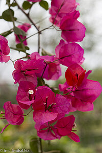 Bougainvillea im Exotic Hallim Park