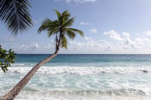 Palme an der Anse Takamaka