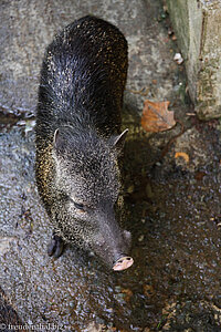 Wildschwein von Tobago