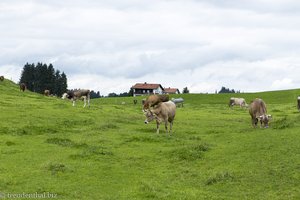 Kühe bei Seeweiler
