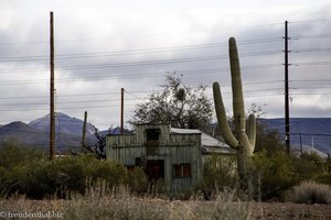 Sonora Wüste: Saguaro Kaktus und verfallene Hütte
