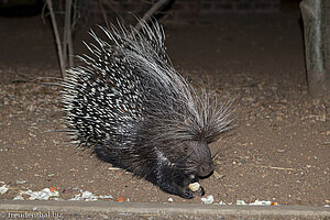 Stachelschwein zu Besuch in der Masorini Bush Lodge