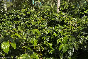 Grüner Kaffeestrauch in der Zona Cafetera von Kolumbien.