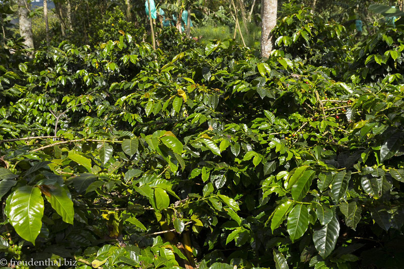 Grüner Kaffeestrauch bei der Finca El Ocaso in der Zona Cafetera von Kolumbien